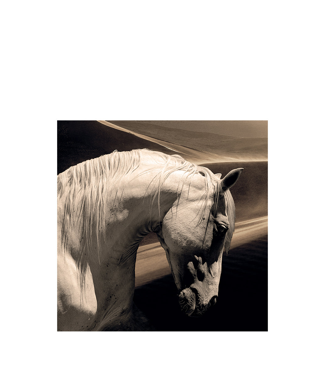 Arabian Horse Fototavla 120x120, Plexiglas