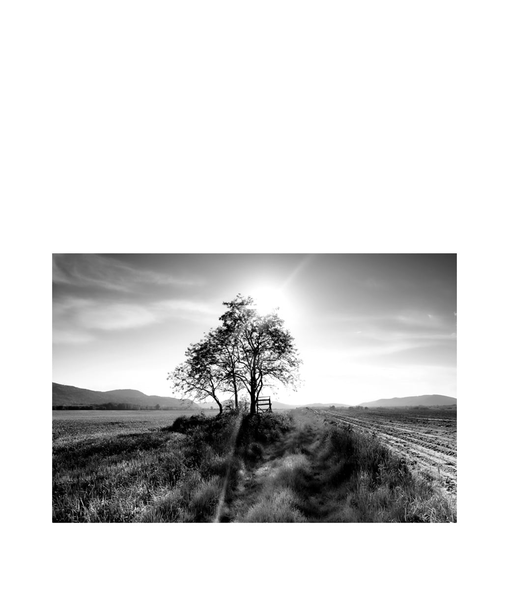 Landscape Tree Fototavla 150x100, Plexiglas