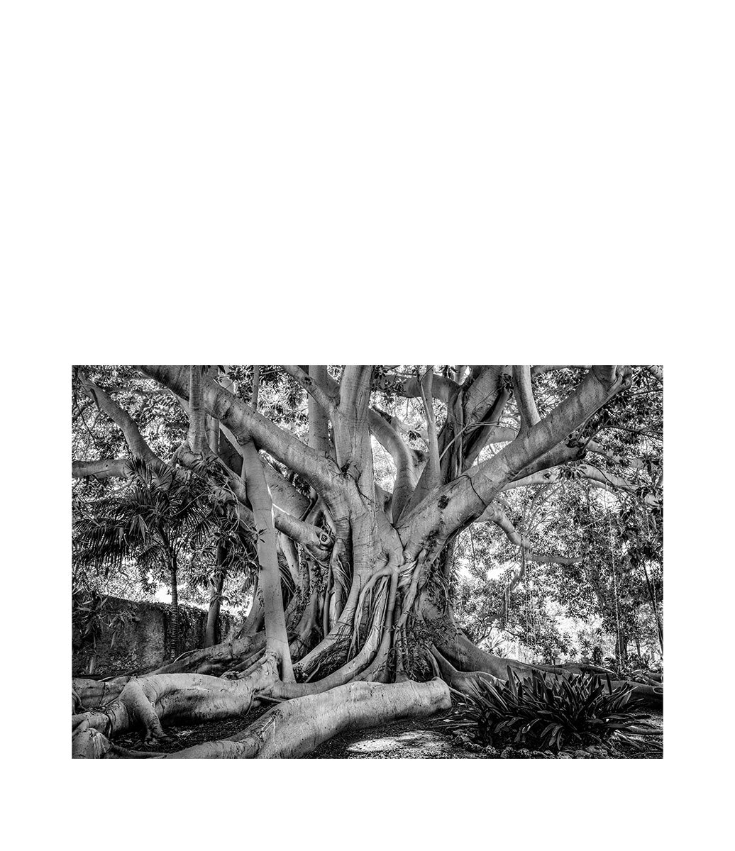 Old Tree Sicily Fototavla 120x80